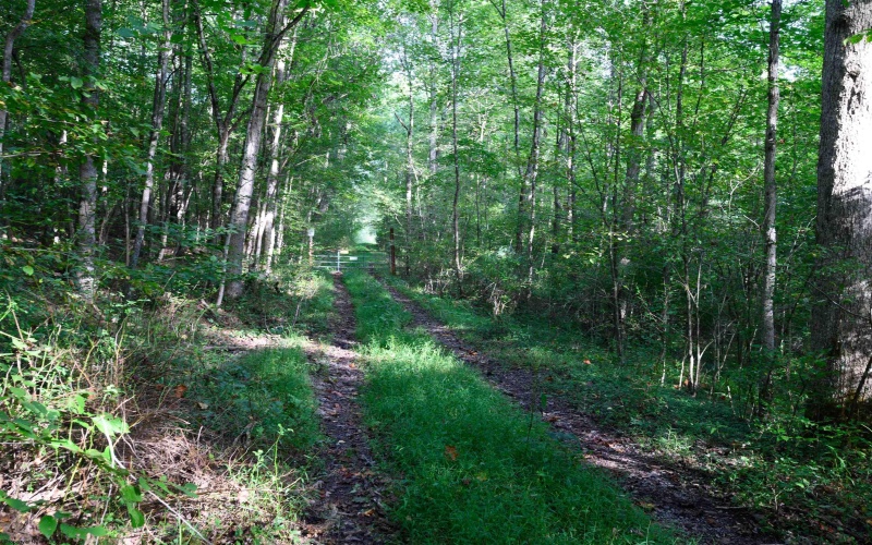 Lot 1 Deep Hollow Drive, Kingwood, West Virginia 26537, 0 , 0 ,0,Lots/land,For Sale,Deep Hollow,0,10166983