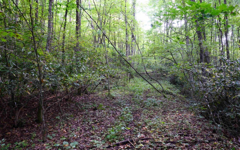 Lot 1 Deep Hollow Drive, Kingwood, West Virginia 26537, 0 , 0 ,0,Lots/land,For Sale,Deep Hollow,0,10166983