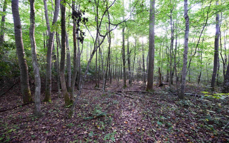 Lot 1 Deep Hollow Drive, Kingwood, West Virginia 26537, 0 , 0 ,0,Lots/land,For Sale,Deep Hollow,0,10166983