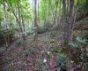 Lot 1 Deep Hollow Drive, Kingwood, West Virginia 26537, 0 , 0 ,0,Lots/land,For Sale,Deep Hollow,0,10166983