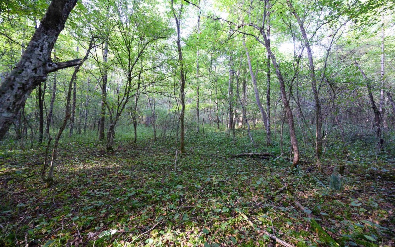 Lot 1 Deep Hollow Drive, Kingwood, West Virginia 26537, 0 , 0 ,0,Lots/land,For Sale,Deep Hollow,0,10166983