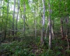Lot 1 Deep Hollow Drive, Kingwood, West Virginia 26537, 0 , 0 ,0,Lots/land,For Sale,Deep Hollow,0,10166983