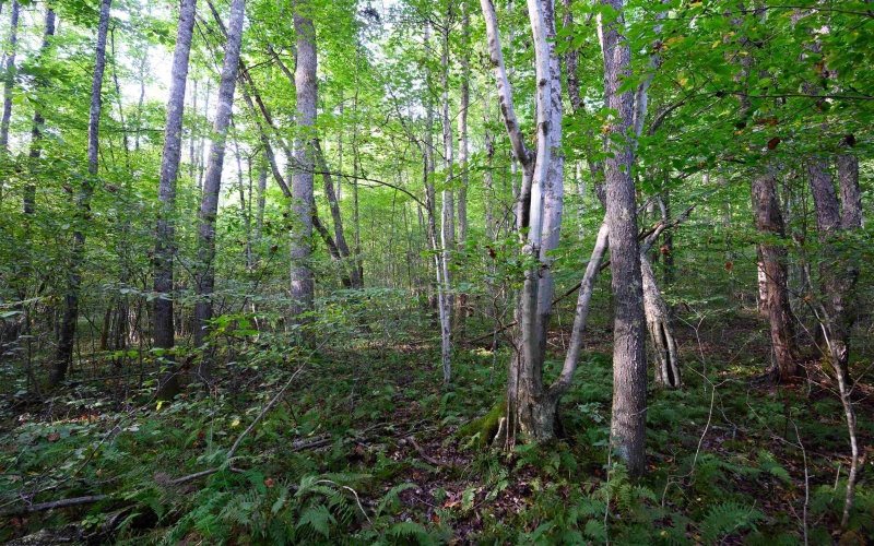 Lot 1 Deep Hollow Drive, Kingwood, West Virginia 26537, 0 , 0 ,0,Lots/land,For Sale,Deep Hollow,0,10166983