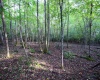 Lot 1 Deep Hollow Drive, Kingwood, West Virginia 26537, 0 , 0 ,0,Lots/land,For Sale,Deep Hollow,0,10166983