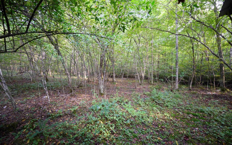 Lot 1 Deep Hollow Drive, Kingwood, West Virginia 26537, 0 , 0 ,0,Lots/land,For Sale,Deep Hollow,0,10166983