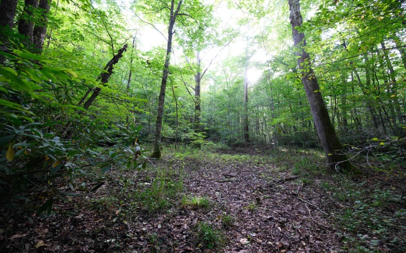 Lot 1 Deep Hollow Drive, Kingwood, West Virginia 26537, 0 , 0 ,0,Lots/land,For Sale,Deep Hollow,0,10166983