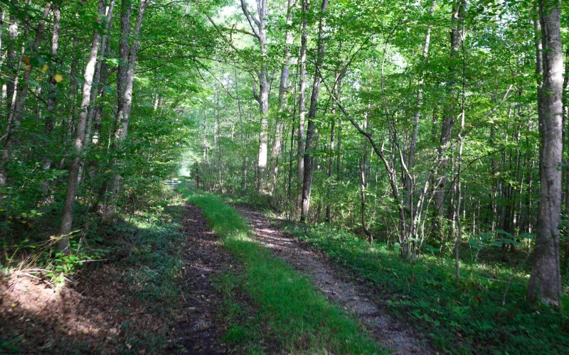 Lot 1 Deep Hollow Drive, Kingwood, West Virginia 26537, 0 , 0 ,0,Lots/land,For Sale,Deep Hollow,0,10166983