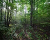 Lot 1 Deep Hollow Drive, Kingwood, West Virginia 26537, 0 , 0 ,0,Lots/land,For Sale,Deep Hollow,0,10166983