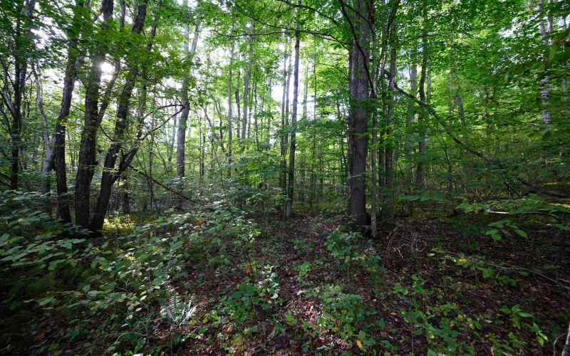 Lot 1 Deep Hollow Drive, Kingwood, West Virginia 26537, 0 , 0 ,0,Lots/land,For Sale,Deep Hollow,0,10166983