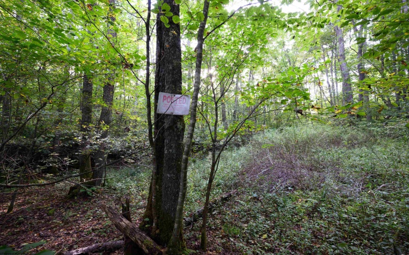 Lot 1 Deep Hollow Drive, Kingwood, West Virginia 26537, 0 , 0 ,0,Lots/land,For Sale,Deep Hollow,0,10166983