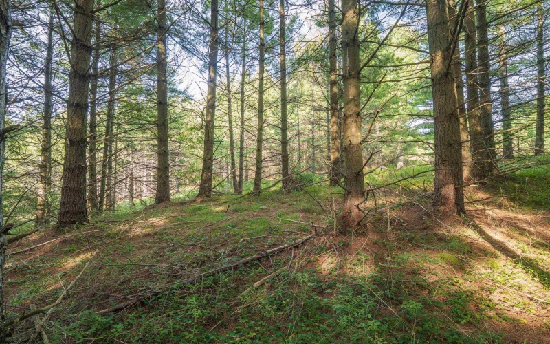 11 & 12 Crosscut Way, Davis, West Virginia 26260, 0 , 0 ,0,Lots/land,For Sale,Crosscut,0,10167028 11 & 12 Crosscut Way, Davis, West Virginia 26260, 0 , 0 ,0,Lots/land,For Sale,Crosscut,0,10167028