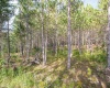 11 & 12 Crosscut Way, Davis, West Virginia 26260, 0 , 0 ,0,Lots/land,For Sale,Crosscut,0,10167028 11 & 12 Crosscut Way, Davis, West Virginia 26260, 0 , 0 ,0,Lots/land,For Sale,Crosscut,0,10167028