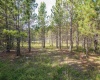 3 Crosscut Way, Davis, West Virginia 26260, 0 , 0 ,0,Lots/land,For Sale,Crosscut,0,10167026