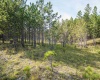 3 Crosscut Way, Davis, West Virginia 26260, 0 , 0 ,0,Lots/land,For Sale,Crosscut,0,10167026