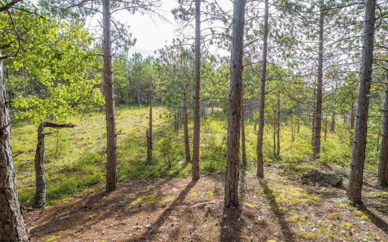 3 Crosscut Way, Davis, West Virginia 26260, 0 , 0 ,0,Lots/land,For Sale,Crosscut,0,10167026