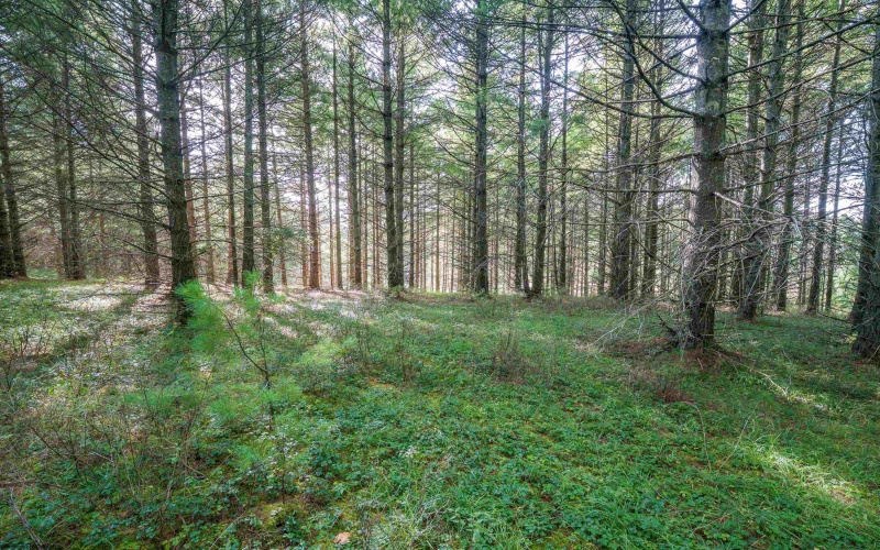 10 Pyrite Lane, Davis, West Virginia 26260, 0 , 0 ,0,Lots/land,For Sale,Pyrite,0,10167027 10 Pyrite Lane, Davis, West Virginia 26260, 0 , 0 ,0,Lots/land,For Sale,Pyrite,0,10167027