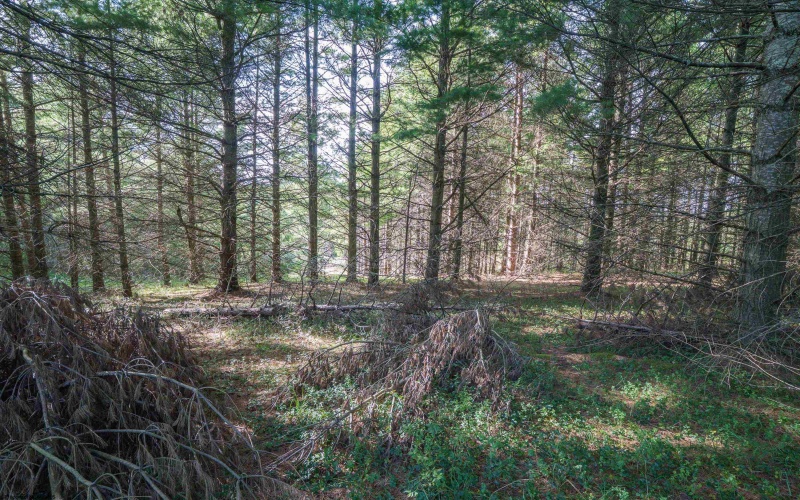 10 Pyrite Lane, Davis, West Virginia 26260, 0 , 0 ,0,Lots/land,For Sale,Pyrite,0,10167027 10 Pyrite Lane, Davis, West Virginia 26260, 0 , 0 ,0,Lots/land,For Sale,Pyrite,0,10167027