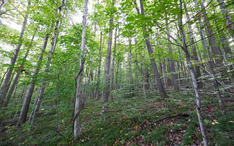 Lot 1 England Road, Philippi, West Virginia 26416, 0 , 0 ,0,Lots/land,For Sale,England,0,10167036