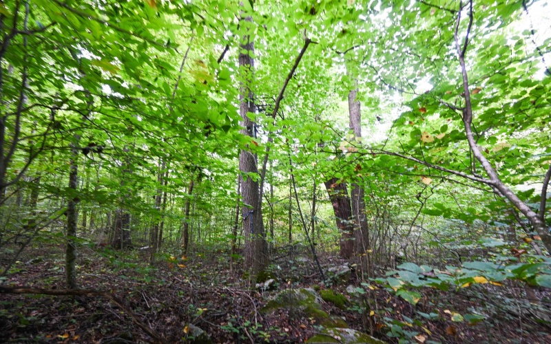 Lot 1 England Road, Philippi, West Virginia 26416, 0 , 0 ,0,Lots/land,For Sale,England,0,10167036