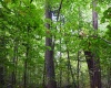 Lot 1 England Road, Philippi, West Virginia 26416, 0 , 0 ,0,Lots/land,For Sale,England,0,10167036
