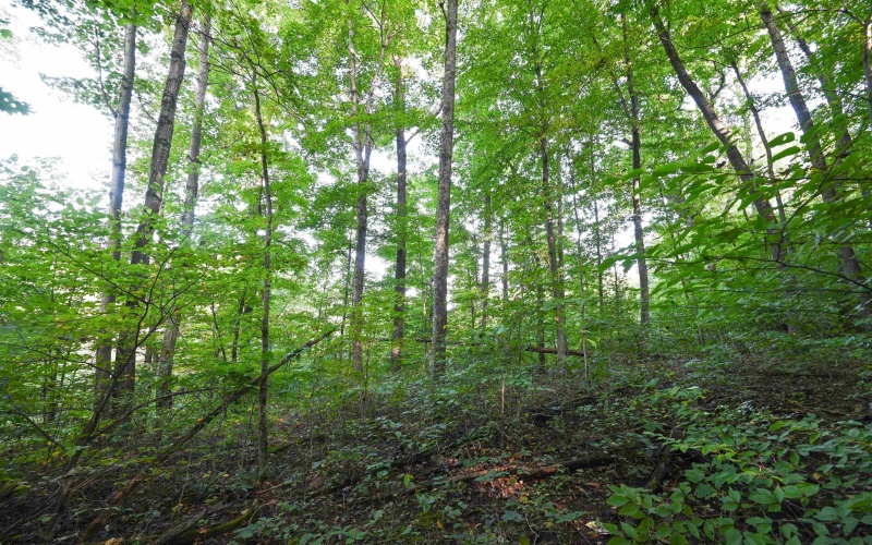 Lot 1 England Road, Philippi, West Virginia 26416, 0 , 0 ,0,Lots/land,For Sale,England,0,10167036