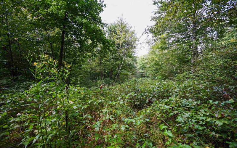 Lot 1 England Road, Philippi, West Virginia 26416, 0 , 0 ,0,Lots/land,For Sale,England,0,10167036