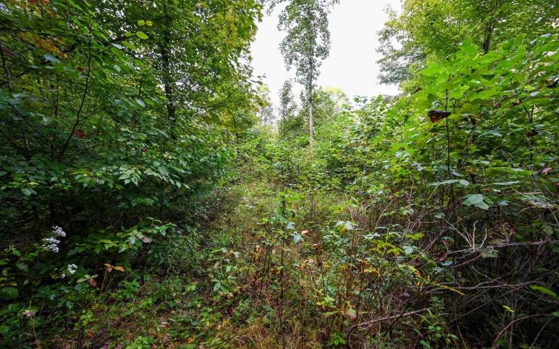 Lot 1 England Road, Philippi, West Virginia 26416, 0 , 0 ,0,Lots/land,For Sale,England,0,10167036