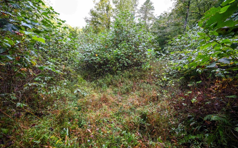 Lot 1 England Road, Philippi, West Virginia 26416, 0 , 0 ,0,Lots/land,For Sale,England,0,10167036