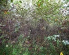 Lot 1 England Road, Philippi, West Virginia 26416, 0 , 0 ,0,Lots/land,For Sale,England,0,10167036