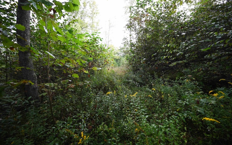 Lot 1 England Road, Philippi, West Virginia 26416, 0 , 0 ,0,Lots/land,For Sale,England,0,10167036