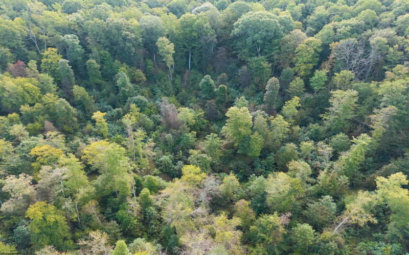 Lot 1 England Road, Philippi, West Virginia 26416, 0 , 0 ,0,Lots/land,For Sale,England,0,10167036