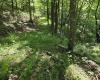 1271 Big Mill Run Road, Parsons, West Virginia 26287, 0 , 0 ,0,Lots/land,For Sale,Big Mill Run,0,10167050