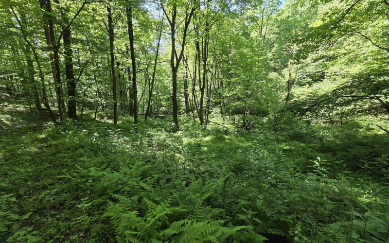 1271 Big Mill Run Road, Parsons, West Virginia 26287, 0 , 0 ,0,Lots/land,For Sale,Big Mill Run,0,10167050