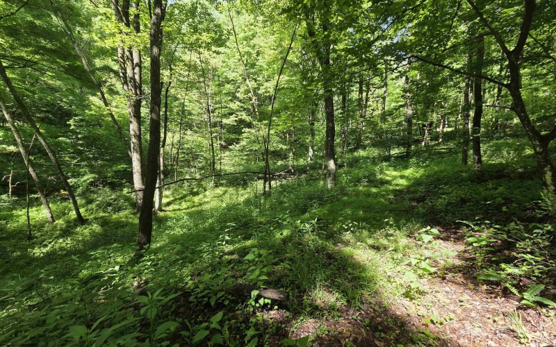 1271 Big Mill Run Road, Parsons, West Virginia 26287, 0 , 0 ,0,Lots/land,For Sale,Big Mill Run,0,10167050