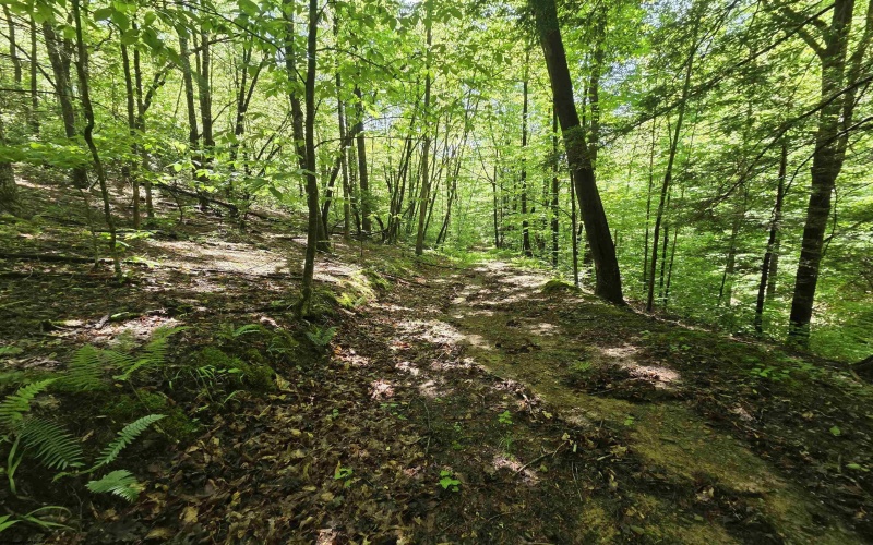1271 Big Mill Run Road, Parsons, West Virginia 26287, 0 , 0 ,0,Lots/land,For Sale,Big Mill Run,0,10167050