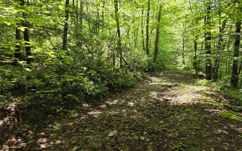 1271 Big Mill Run Road, Parsons, West Virginia 26287, 0 , 0 ,0,Lots/land,For Sale,Big Mill Run,0,10167050