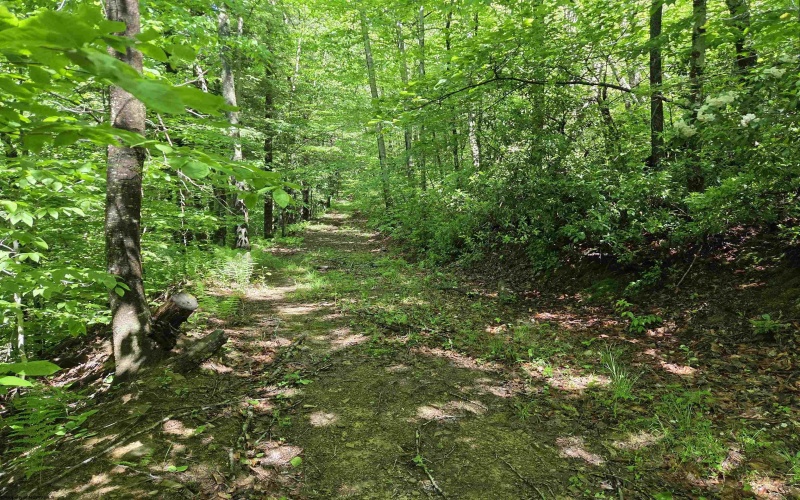 1271 Big Mill Run Road, Parsons, West Virginia 26287, 0 , 0 ,0,Lots/land,For Sale,Big Mill Run,0,10167050