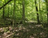 1271 Big Mill Run Road, Parsons, West Virginia 26287, 0 , 0 ,0,Lots/land,For Sale,Big Mill Run,0,10167050