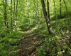 1271 Big Mill Run Road, Parsons, West Virginia 26287, 0 , 0 ,0,Lots/land,For Sale,Big Mill Run,0,10167050