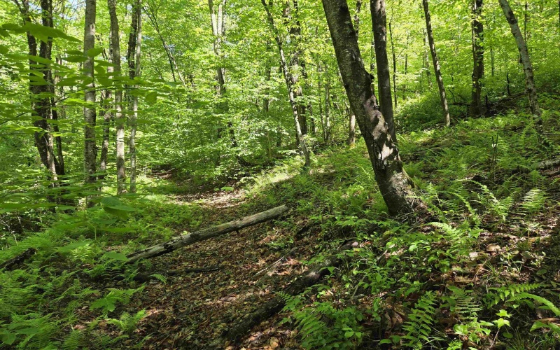 1271 Big Mill Run Road, Parsons, West Virginia 26287, 0 , 0 ,0,Lots/land,For Sale,Big Mill Run,0,10167050