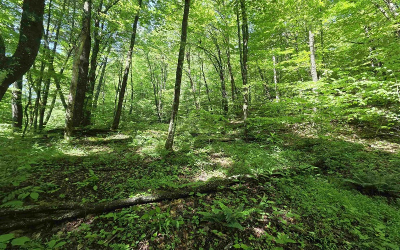1271 Big Mill Run Road, Parsons, West Virginia 26287, 0 , 0 ,0,Lots/land,For Sale,Big Mill Run,0,10167050
