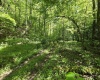 1271 Big Mill Run Road, Parsons, West Virginia 26287, 0 , 0 ,0,Lots/land,For Sale,Big Mill Run,0,10167050