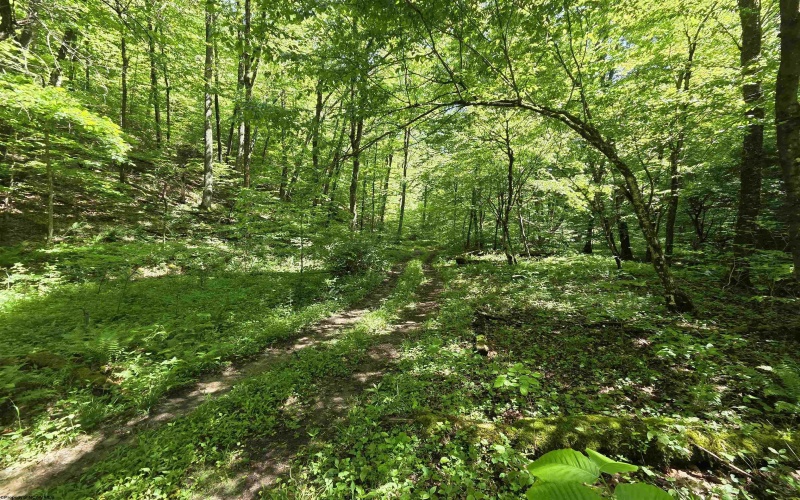 1271 Big Mill Run Road, Parsons, West Virginia 26287, 0 , 0 ,0,Lots/land,For Sale,Big Mill Run,0,10167050