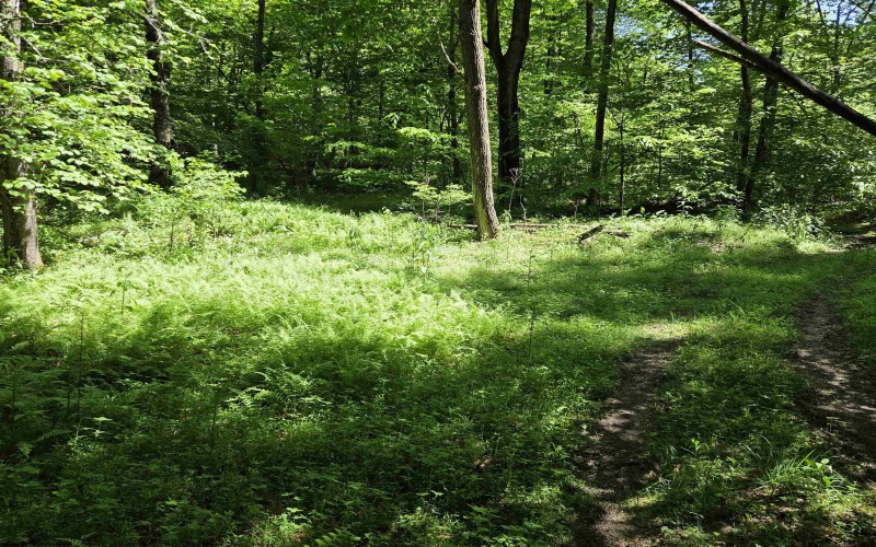 1271 Big Mill Run Road, Parsons, West Virginia 26287, 0 , 0 ,0,Lots/land,For Sale,Big Mill Run,0,10167050