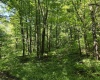 1271 Big Mill Run Road, Parsons, West Virginia 26287, 0 , 0 ,0,Lots/land,For Sale,Big Mill Run,0,10167050
