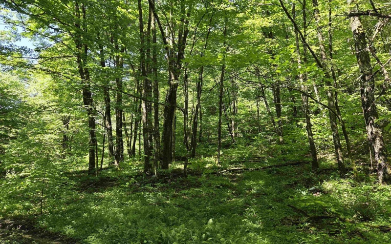 1271 Big Mill Run Road, Parsons, West Virginia 26287, 0 , 0 ,0,Lots/land,For Sale,Big Mill Run,0,10167050