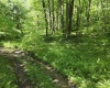 1271 Big Mill Run Road, Parsons, West Virginia 26287, 0 , 0 ,0,Lots/land,For Sale,Big Mill Run,0,10167050