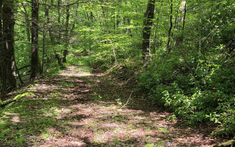 1271 Big Mill Run Road, Parsons, West Virginia 26287, 0 , 0 ,0,Lots/land,For Sale,Big Mill Run,0,10167050