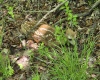1271 Big Mill Run Road, Parsons, West Virginia 26287, 0 , 0 ,0,Lots/land,For Sale,Big Mill Run,0,10167050