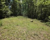 1271 Big Mill Run Road, Parsons, West Virginia 26287, 0 , 0 ,0,Lots/land,For Sale,Big Mill Run,0,10167050
